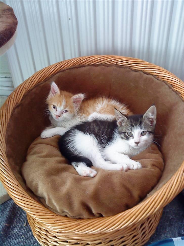 Maine Coon Bølle - jeg slapper af med min søs jessi billede 4