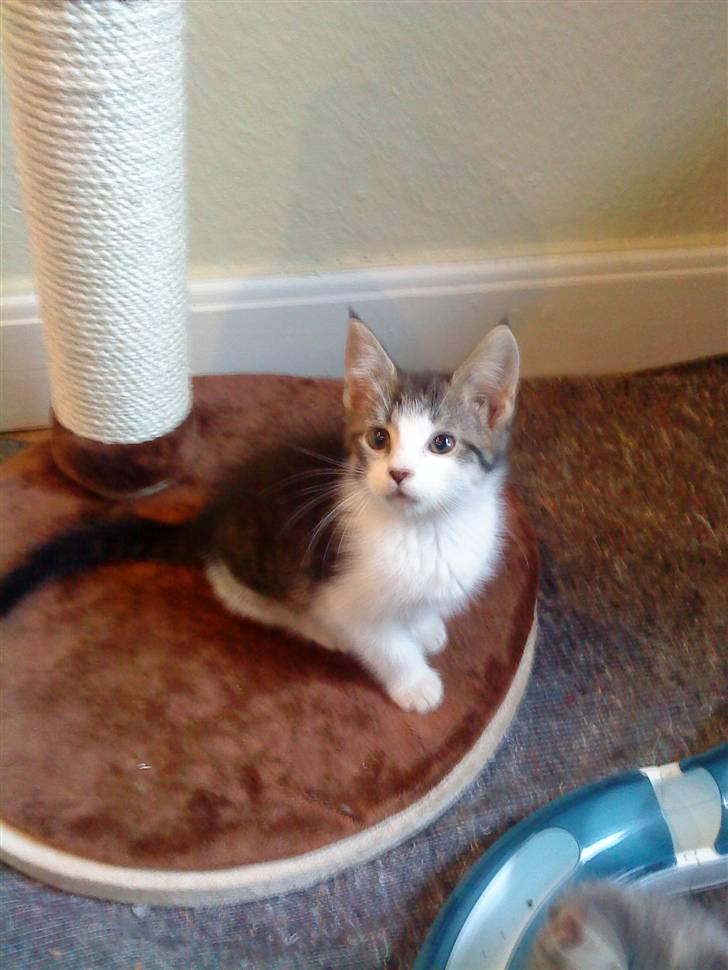 Maine Coon Bølle - pas du bare på ellers kommer jeg også efter dig billede 5