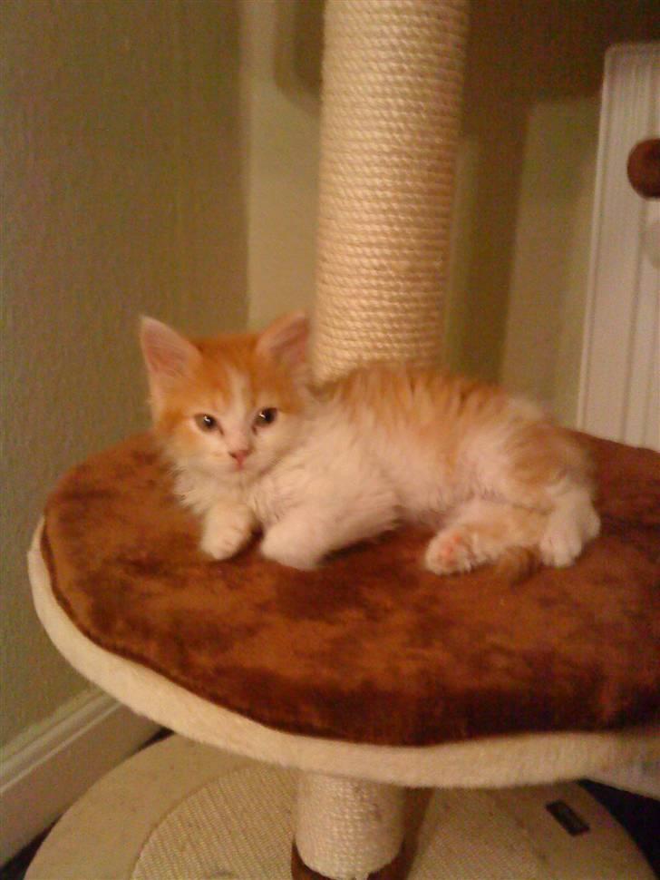 Maine Coon jessi - jessi ligger og slapper af billede 1