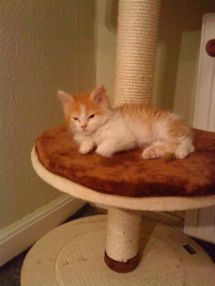 Maine Coon jessi - ja jeg elsker at slappe af eller sove billede 4