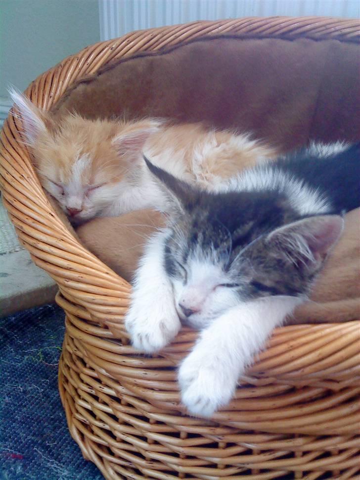 Maine Coon Bølle - godnat alle sammen det har været en hør dag for mig og jessi billede 6