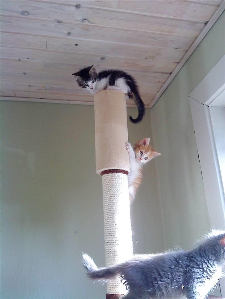 Maine Coon Bølle - jessi pas på miv kommer efter os igen Hjælp mig dog ned billede 7