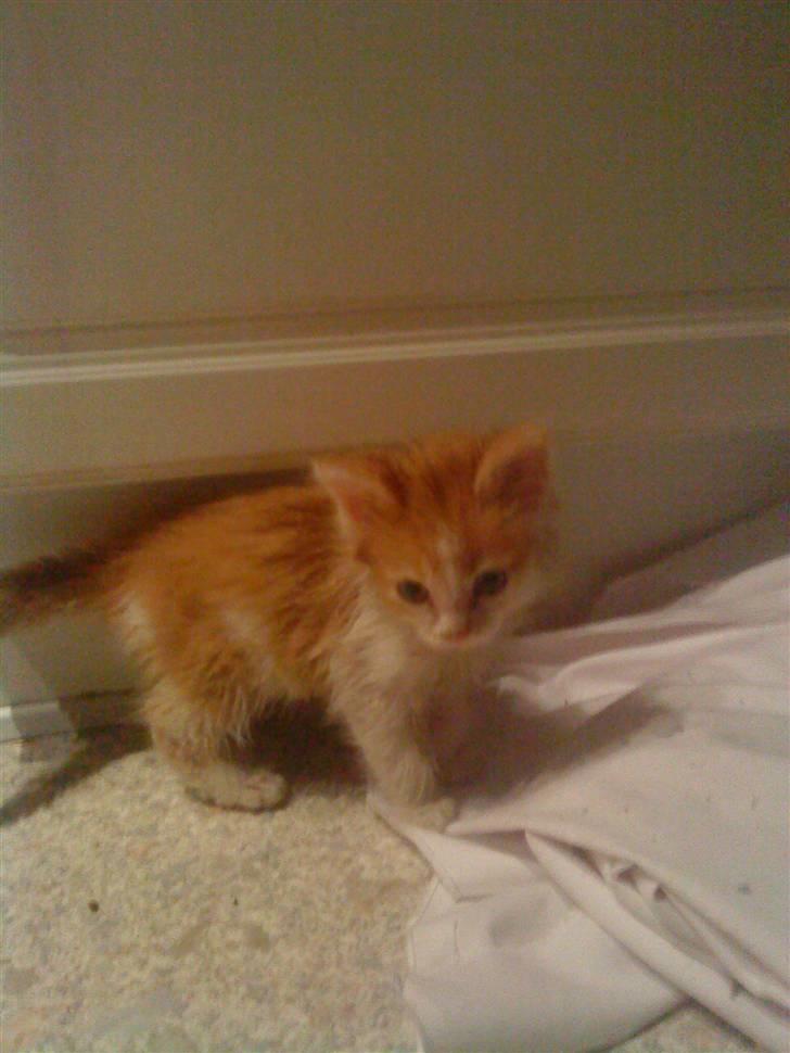 Maine Coon jessi - er så bange billede 6