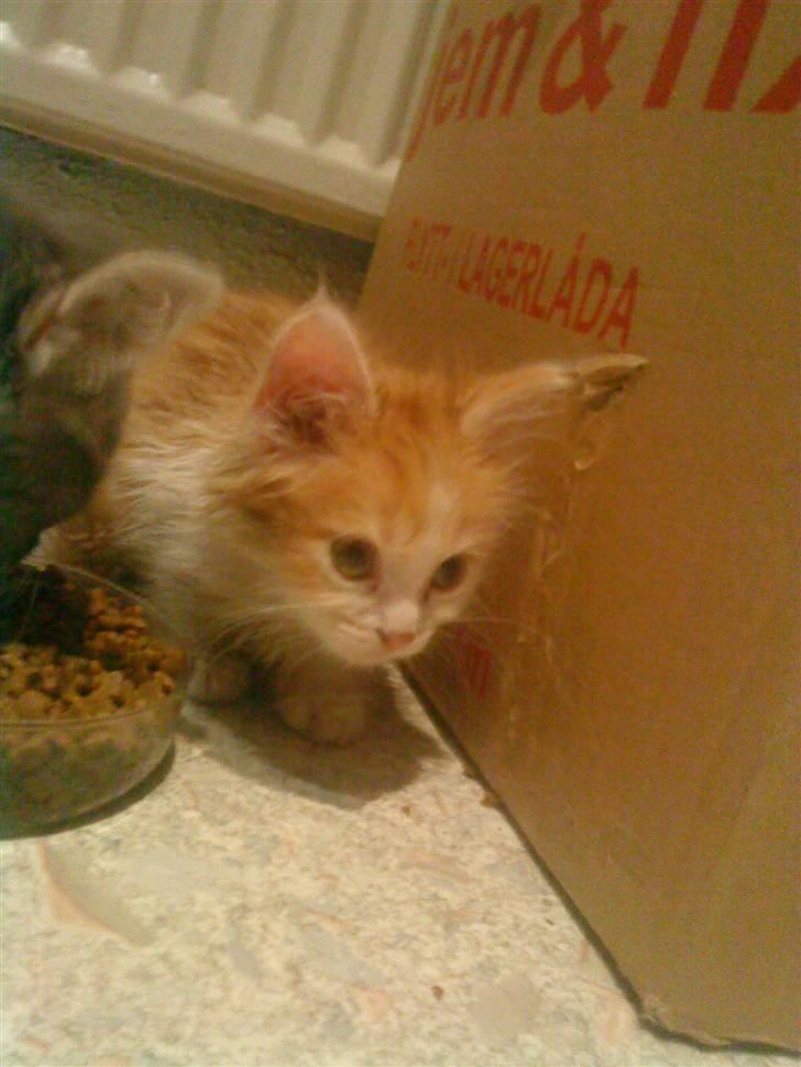 Maine Coon jessi - prøver på at få lidt mad men min nye søs miv ville ikke dele billede 7