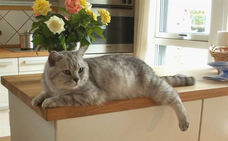 British Shorthair miky  billede 1