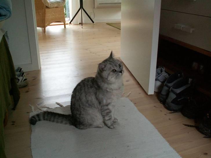 British Shorthair miky  billede 2