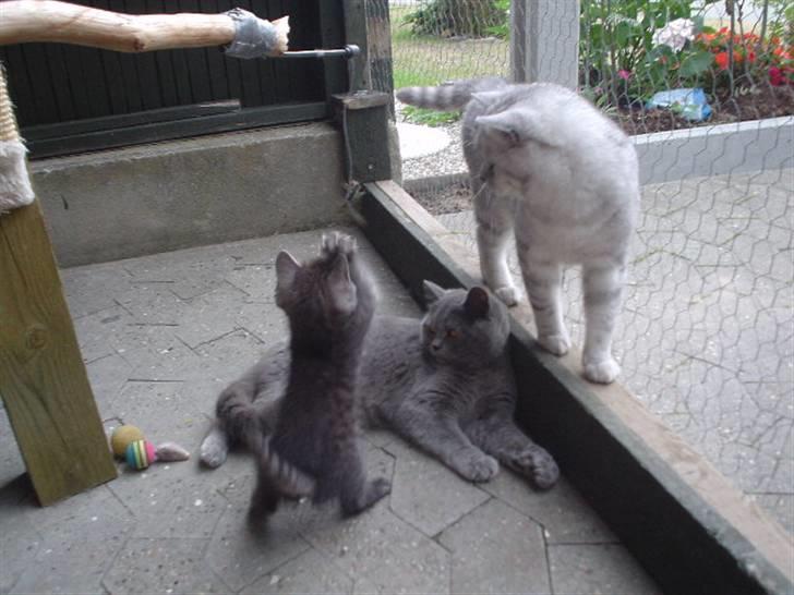 British Shorthair miky  billede 3