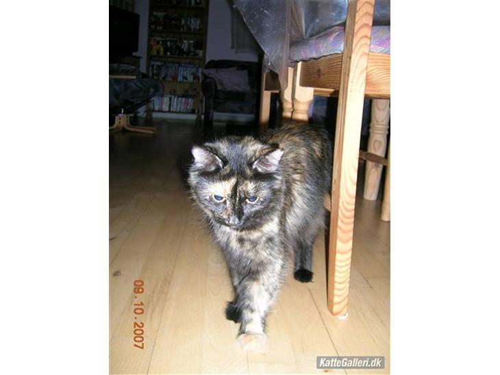 {{currentPhoto.altText}} billede {{currentPhoto.number}}