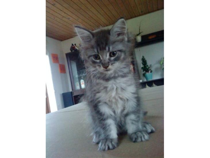 Maine Coon Sleipner/Koda billede 1