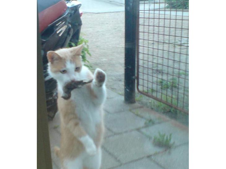 Huskat Otto - Er jeg ikke dygtig:-) billede 1