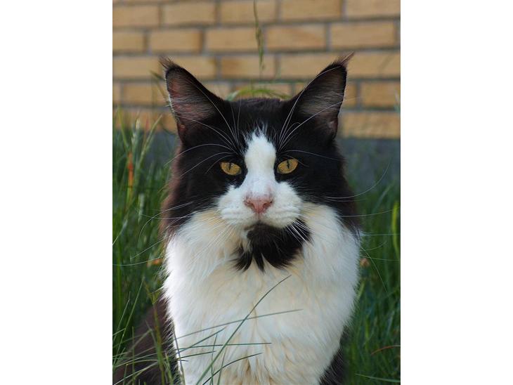 {{currentPhoto.altText}} billede {{currentPhoto.number}}