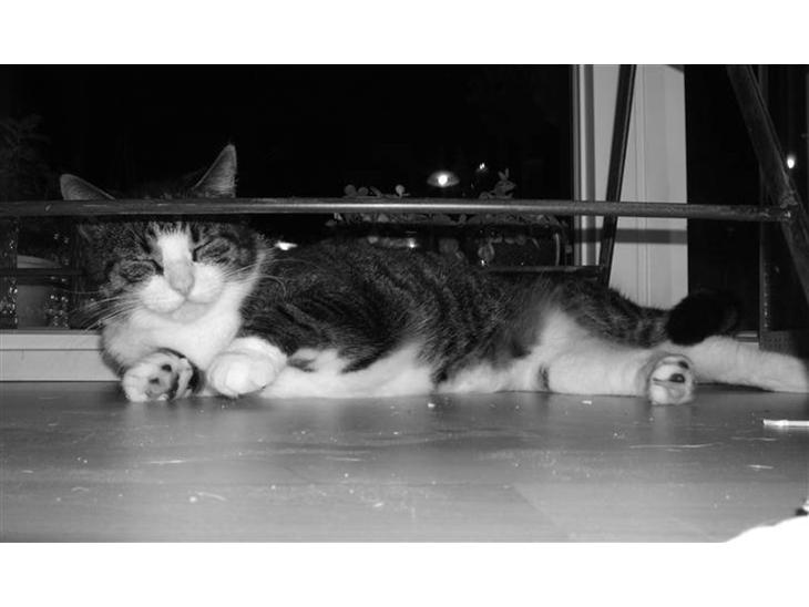 Huskat | 05 Garfield AKA Fede - Lækre Fede! billede 1