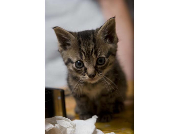 Huskat Mister  RIP  - Hvem er du ? billede 1