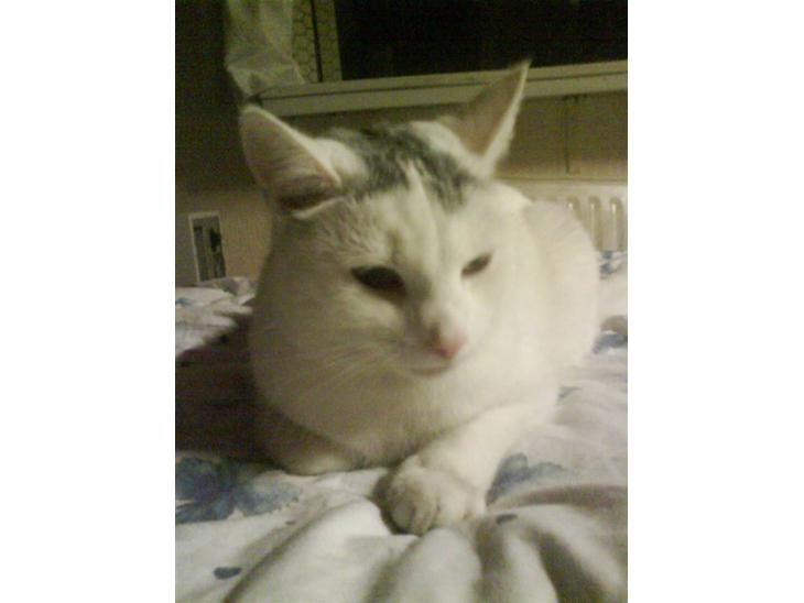 Huskat Perle billede 1