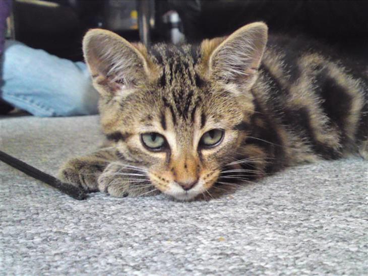 {{currentPhoto.altText}} billede {{currentPhoto.number}}