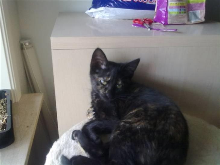 {{currentPhoto.altText}} billede {{currentPhoto.number}}