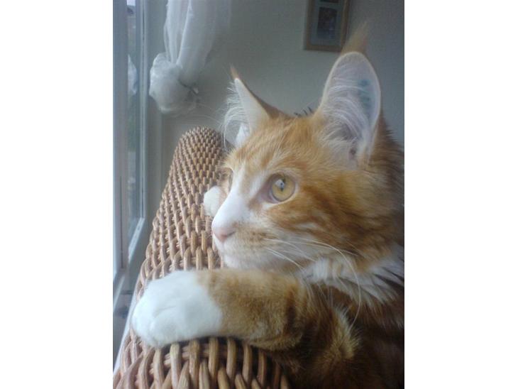 {{currentPhoto.altText}} billede {{currentPhoto.number}}