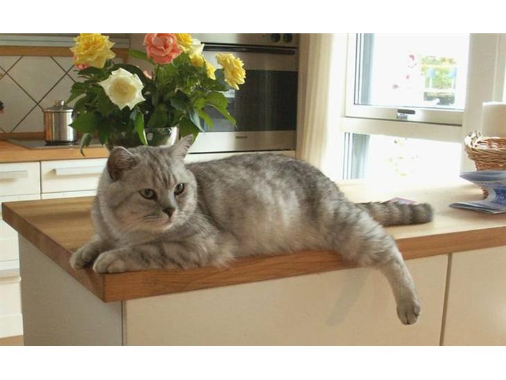 British Shorthair miky  billede 1
