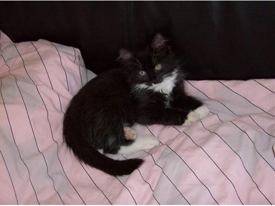 {{currentPhoto.altText}} billede {{currentPhoto.number}}