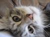 Maine Coon sølvfine