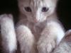 Huskat pussy(pusling) r.i.p.12/7