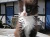 Maine Coon Smilla