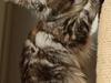 Maine Coon D*Woodwalker Whimpy