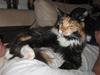 Maine Coon Fie