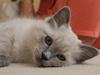 Hellig Birma Miss Malibu