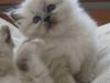 Hellig Birma Chicabee Miss Muffin