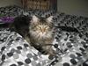 Maine Coon Ronnie