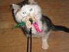Maine Coon mozart