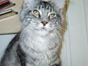 Maine Coon Jeremijah