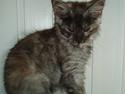 Maine Coon Billie Jean