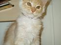 Maine Coon Cherie