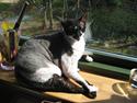 Cornish Rex Vanilla