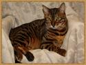 Bengal Danger After Dark