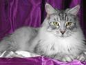 Maine Coon SnowAngels Shooting Star