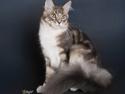 Maine Coon CH. Amaretto
