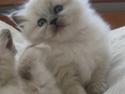 Hellig Birma Chicabee Miss Muffin