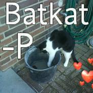 Huskat Batkat:D