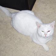 Huskat Victor "R.I.P"