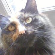 Norsk Skovkat Shadow