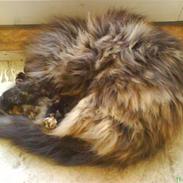 Norsk Skovkat Shadow