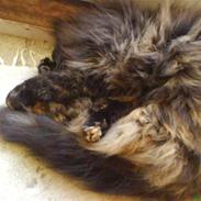 Norsk Skovkat Shadow