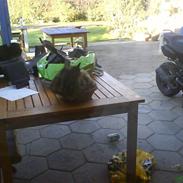 Norsk Skovkat Shadow