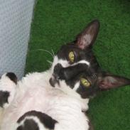 Cornish Rex Vanilla