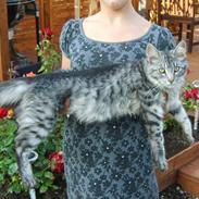 Maine Coon zevo