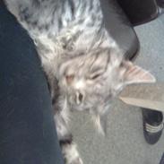 Maine Coon zevo