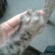 Maine Coon zevo